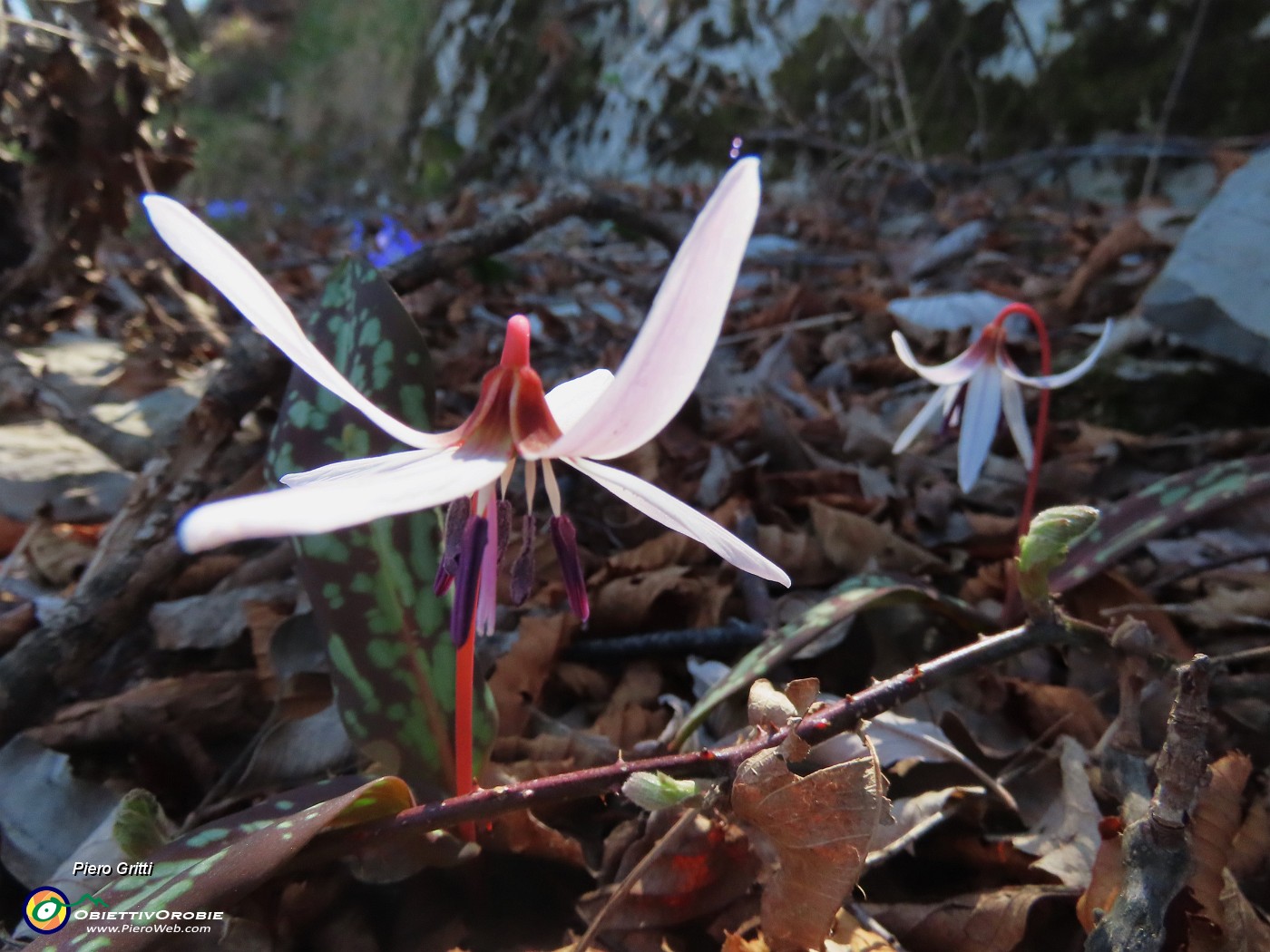 63 Erythronium dens-canis (Dente di cane).JPG